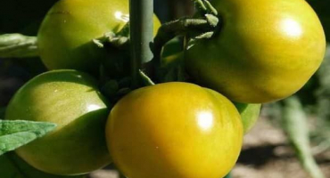 Popis odrůdy rajčat amber 530, produktivita a vlastnosti